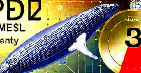 The Divergence Signal: Bitcoin Whales Accumulate to 5-Month High as Retail Bleeds Out